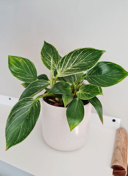 Nurturing Green Exotic Philodendron Birkin Plant With Black Pot For Decor