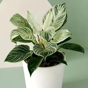 Nurturing Green Exotic Philodendron Birkin Plant With Black Pot For Decor