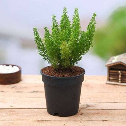 Garden Art Bushy Evergreen Live Plant With Plastic Pot | For Home, Office, Garden & Landscape | Pack of 1