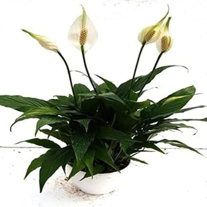 CAPPL Air Purifier Peace Lily Plant Spathiphyllum Air Purifying Live Indoor Plant with Flower Pot