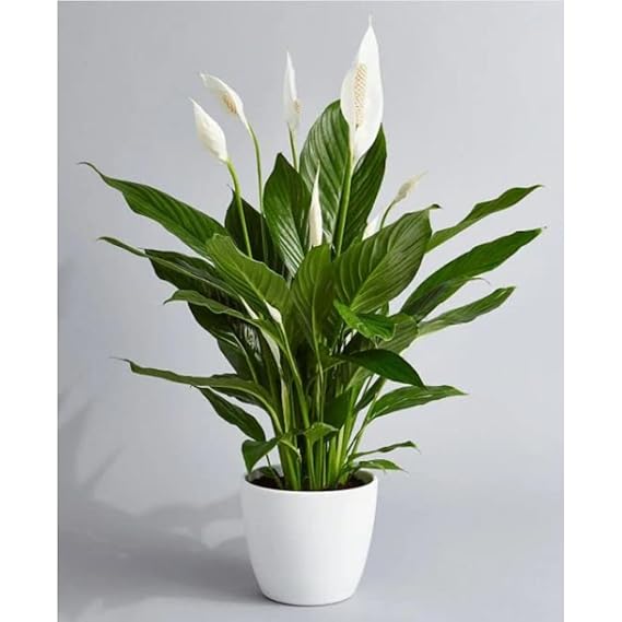 CAPPL Air Purifier Peace Lily Plant Spathiphyllum Air Purifying Live Indoor Plant with Flower Pot