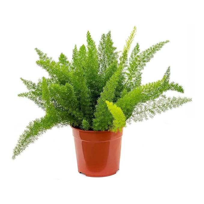 Garden Art Bushy Evergreen Live Plant With Plastic Pot | For Home, Office, Garden & Landscape | Pack of 1