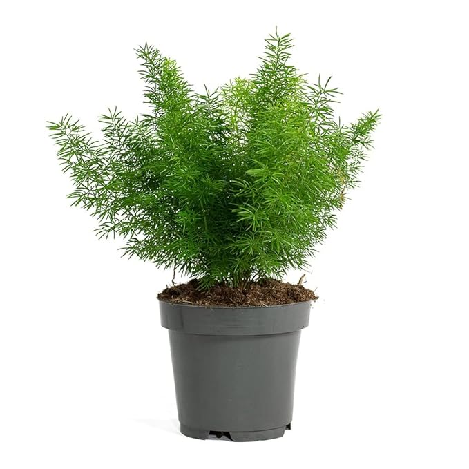 Garden Art Bushy Evergreen Live Plant With Plastic Pot | For Home, Office, Garden & Landscape | Pack of 1