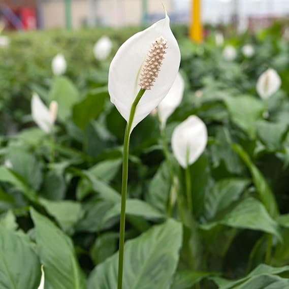 CAPPL Air Purifier Peace Lily Plant Spathiphyllum Air Purifying Live Indoor Plant with Flower Pot