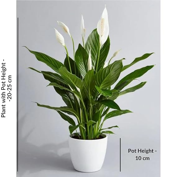 CAPPL Air Purifier Peace Lily Plant Spathiphyllum Air Purifying Live Indoor Plant with Flower Pot